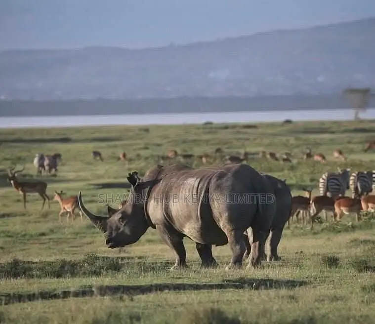 Masai Mara / Maasai Mara Land on Sale in Mara