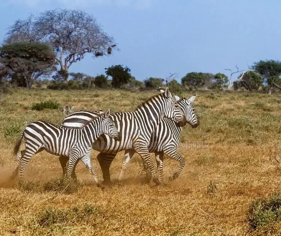 Masai Mara / Maasai Mara Land on Sale in Mara