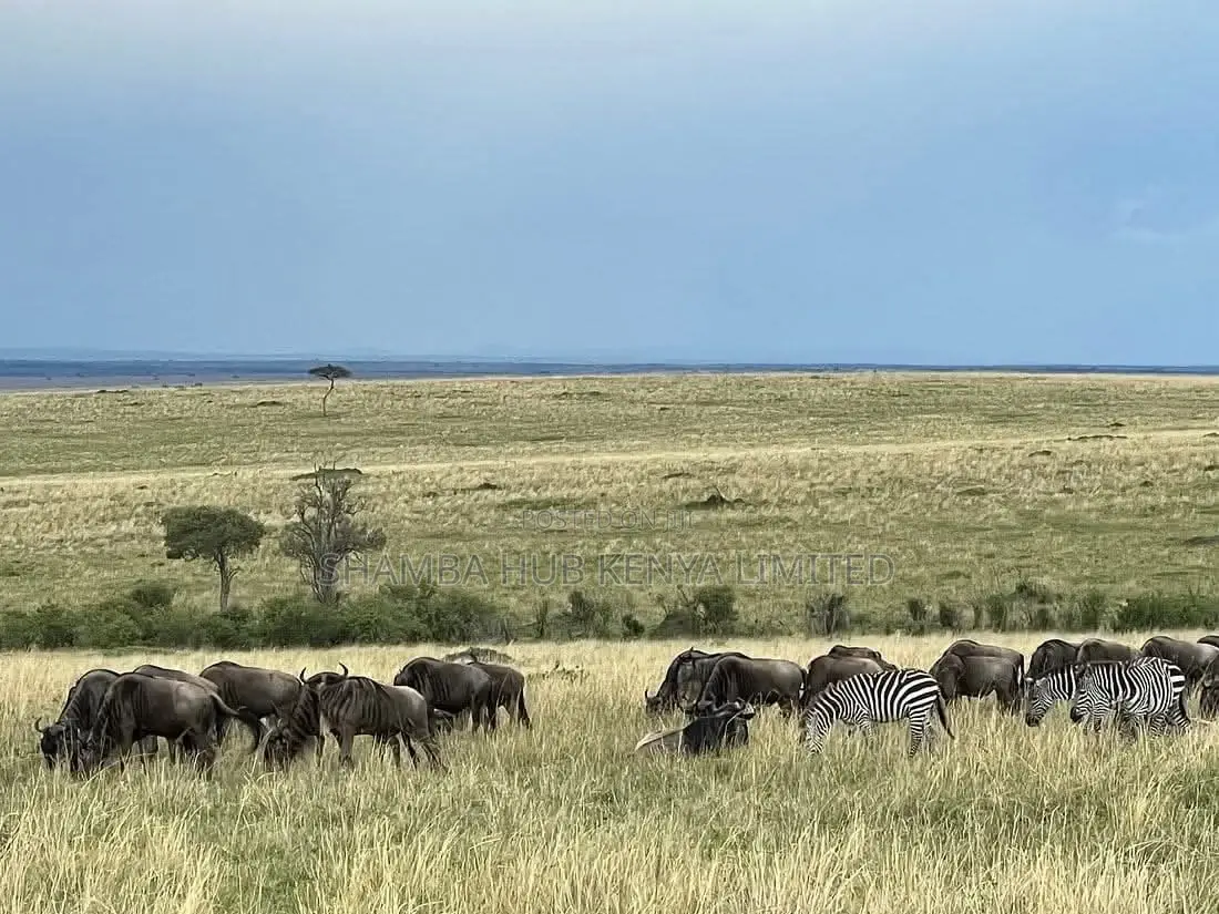 Masai Mara / Maasai Mara Land on Sale in Mara