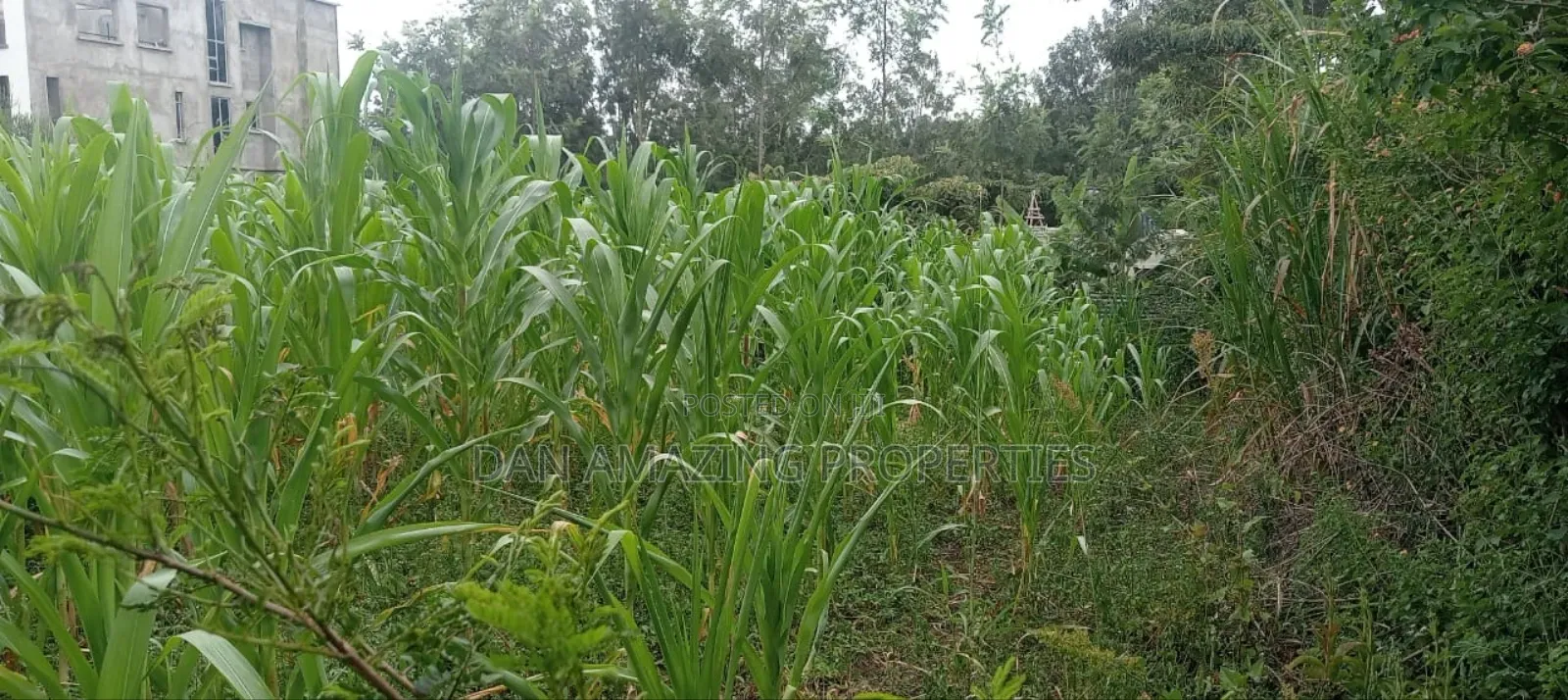 50 by 100 Plot in Matasia Memusi Along Rapasi Road for Sale in Matasia