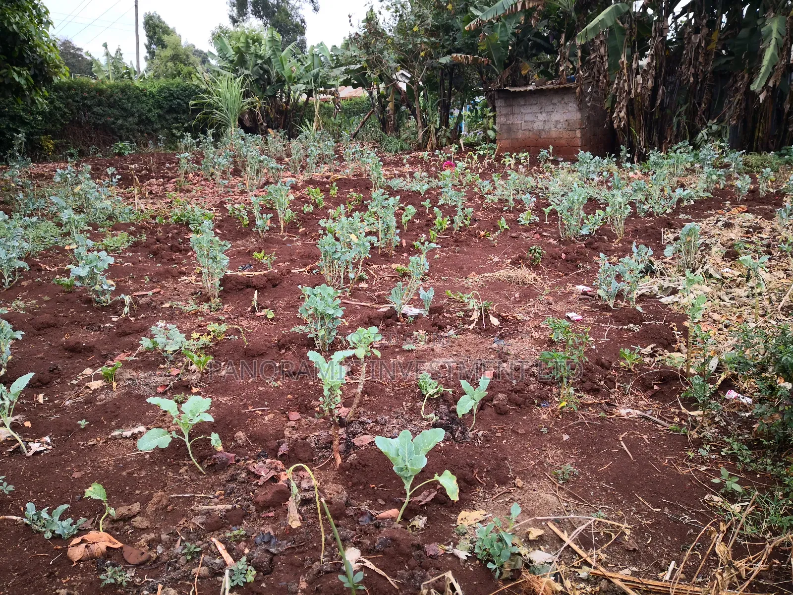 Quarter Acre for Sale in Thogoto Kikuyu Kiambu County. in Kikuyu