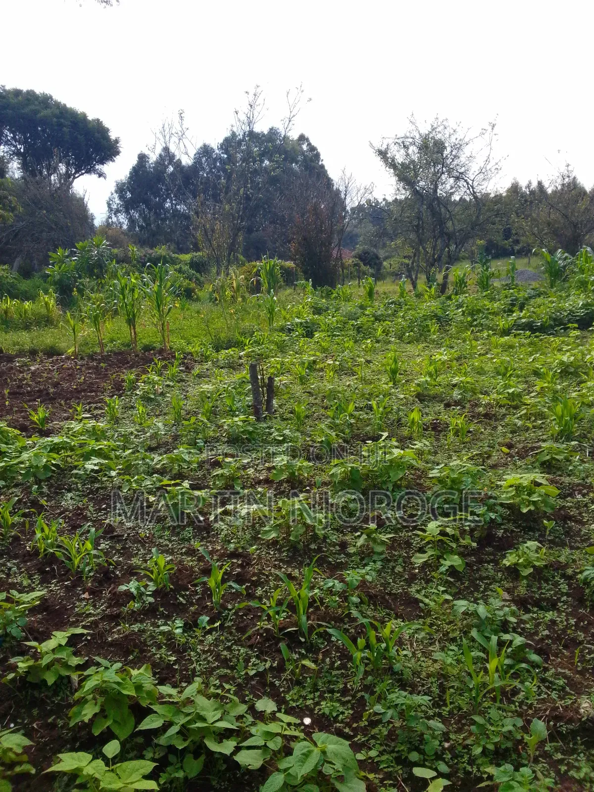 1⁄4 Kinyogori in Bibirioni