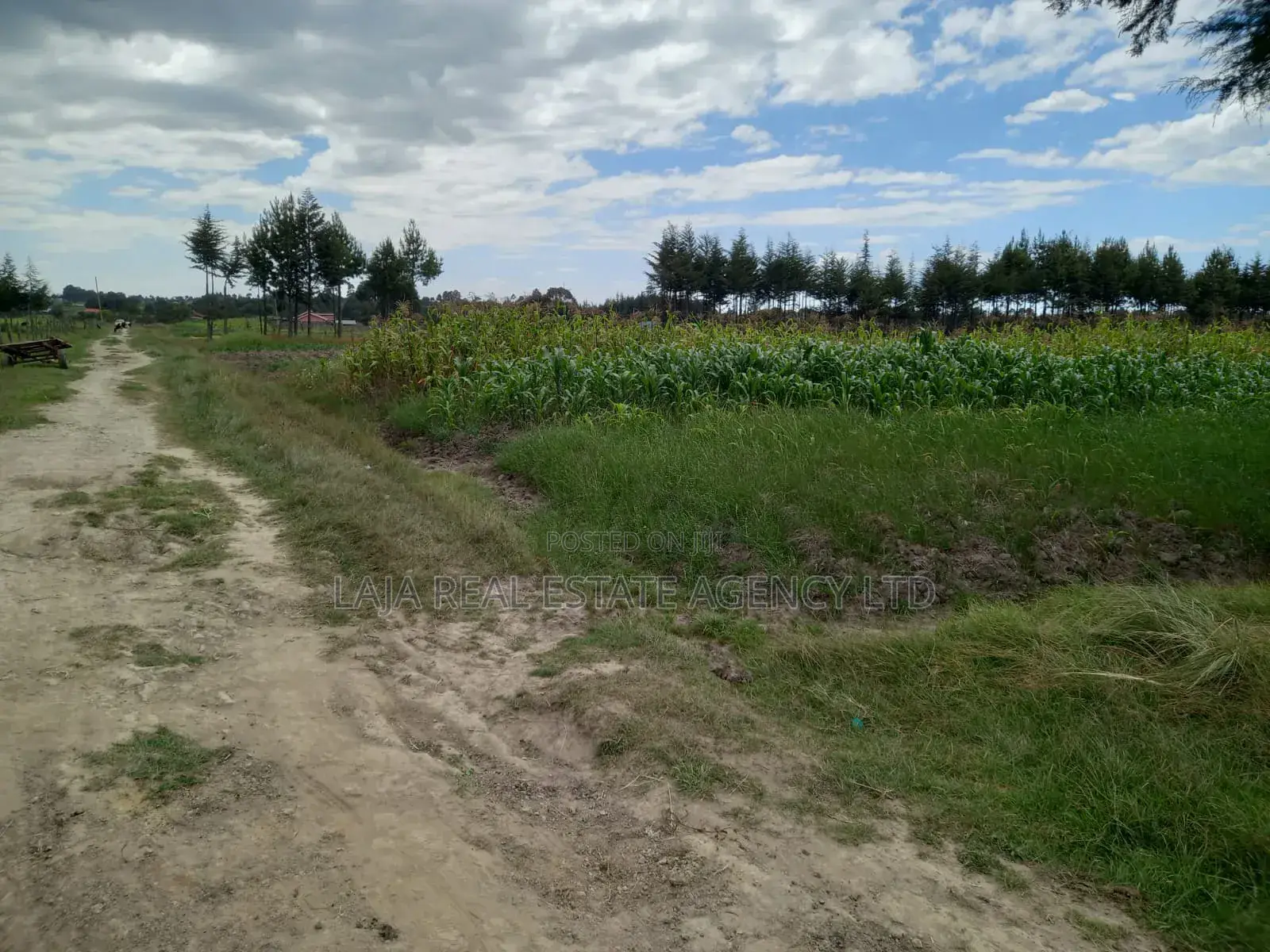 Magumu Rich Farm Sale in Magumu
