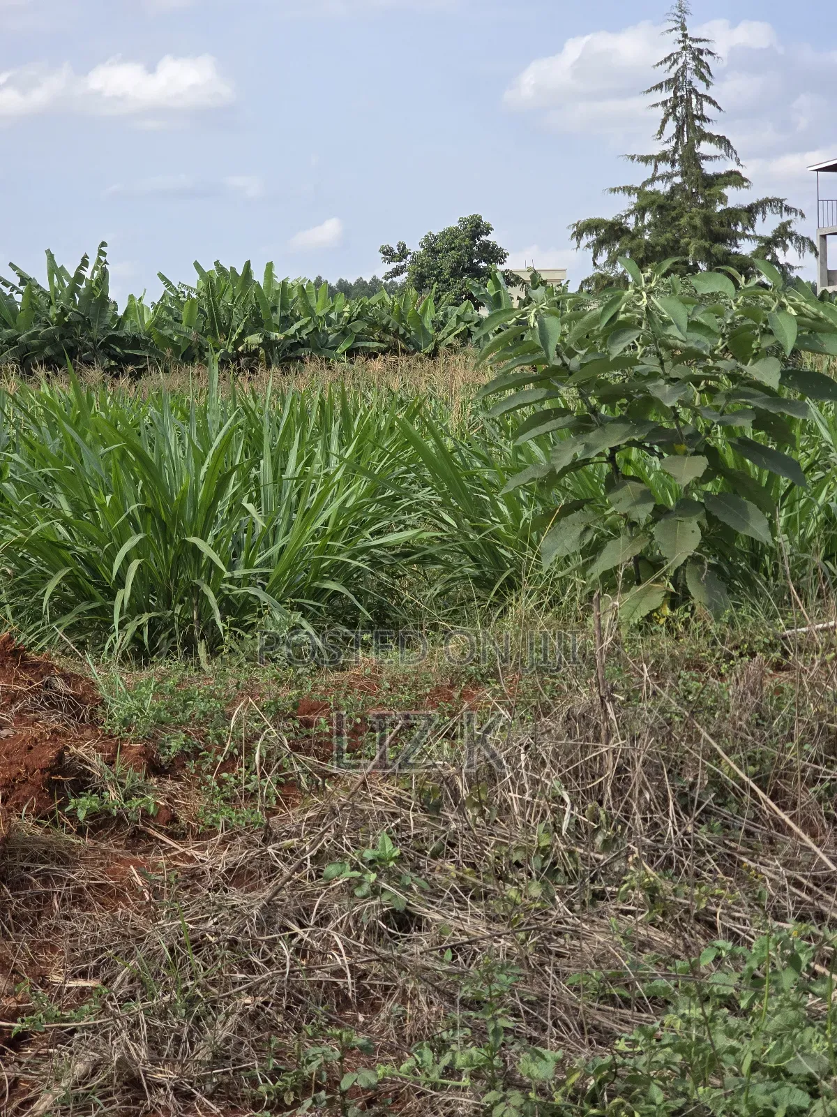 Westwood (Karangaita) 1/2 Acre in Thika