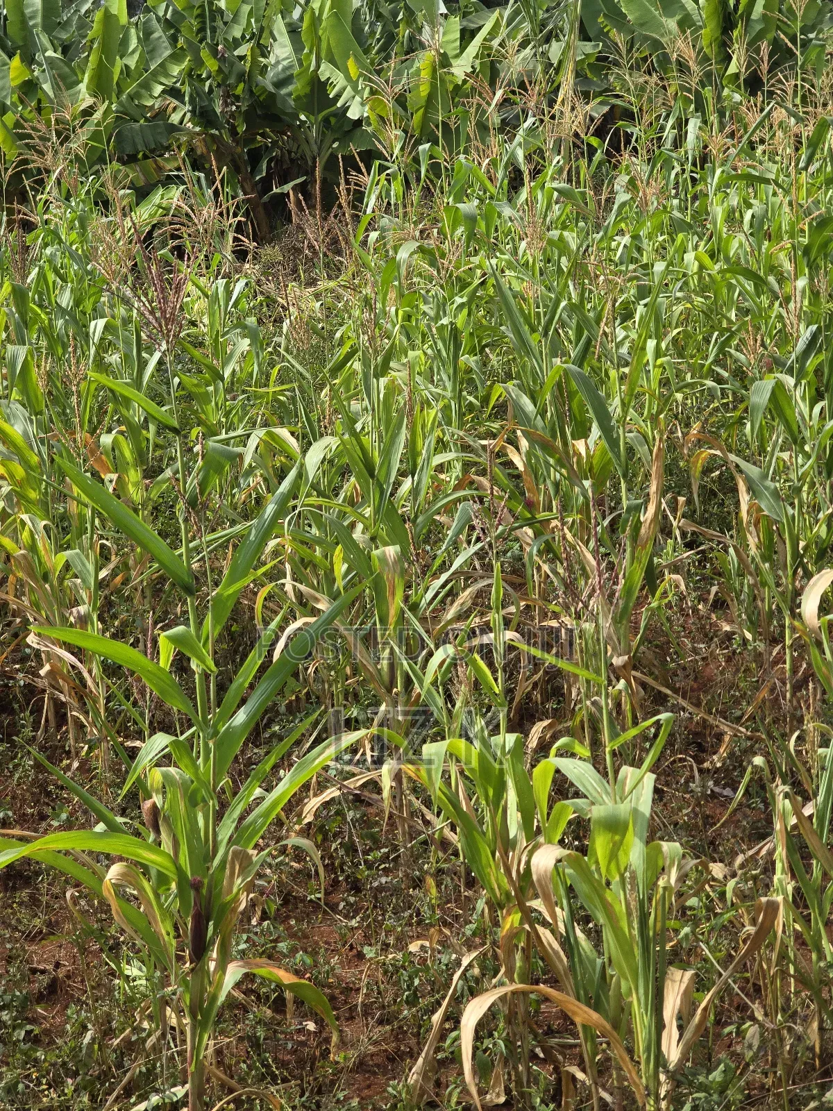 Westwood (Karangaita) 1/2 Acre in Thika