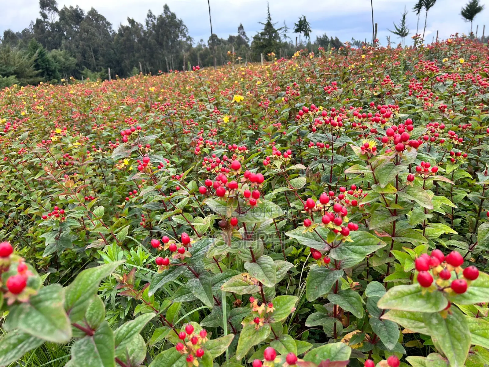 Riverfront Farm on Murungaru with Borehole: Unbeatable Opportunity in North Kinangop