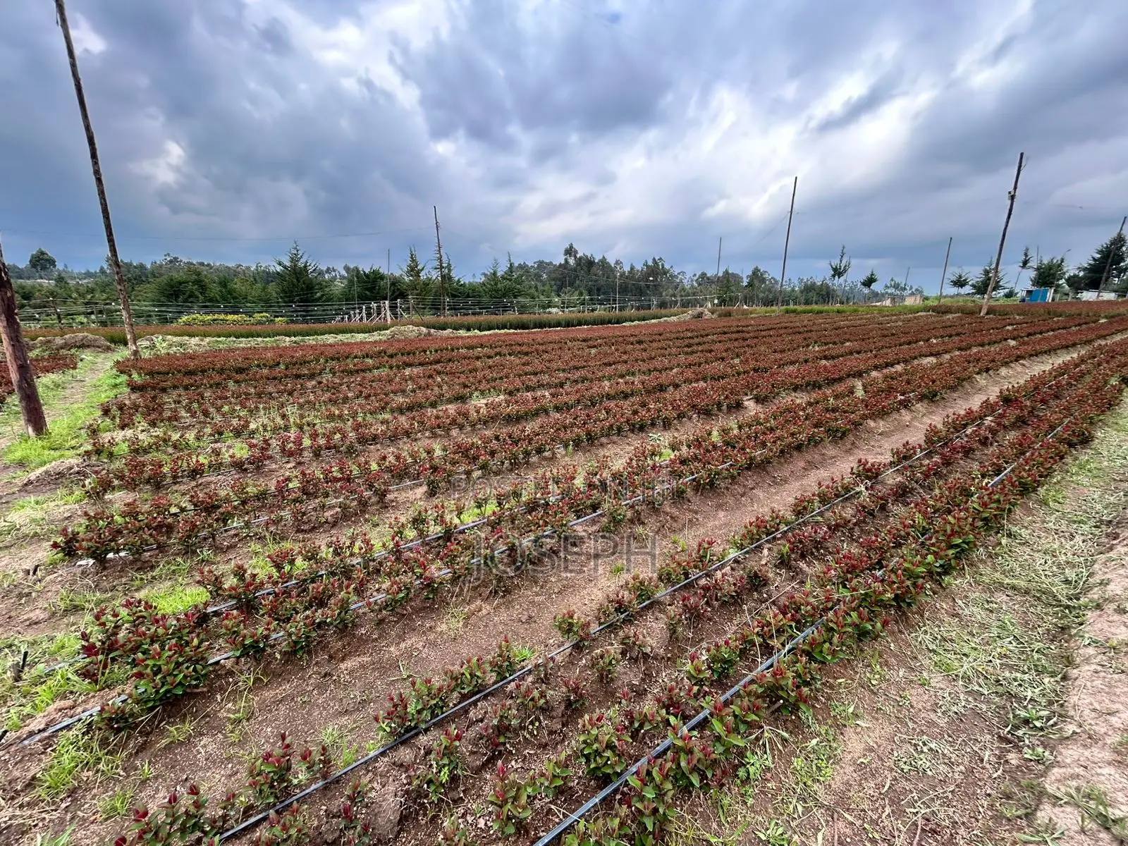 Riverfront Farm on Murungaru with Borehole: Unbeatable Opportunity in North Kinangop