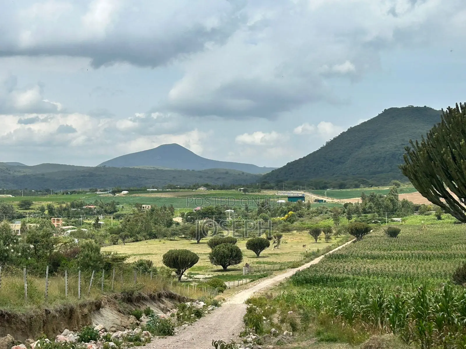 22.9-acre Moi Ndabi Farm in Naivasha - Electric Fenced in Maella