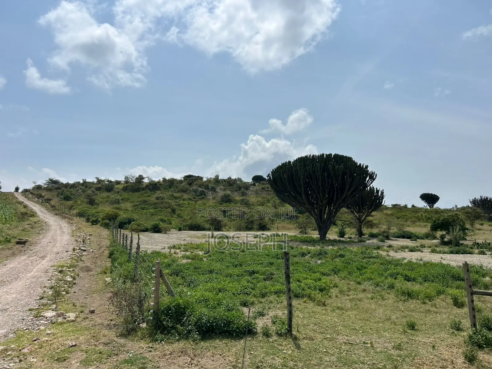 22.9-acre Moi Ndabi Farm in Naivasha - Electric Fenced in Maella