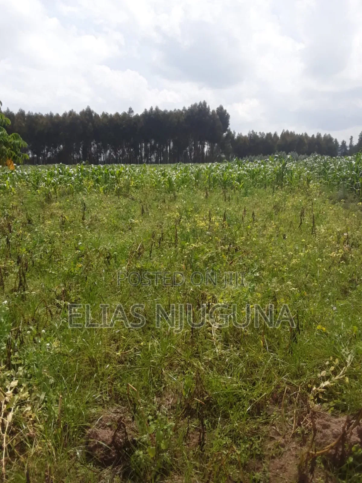 Nyandarua Rironi 5.5acre Each at KSH Negotiable. in Karau