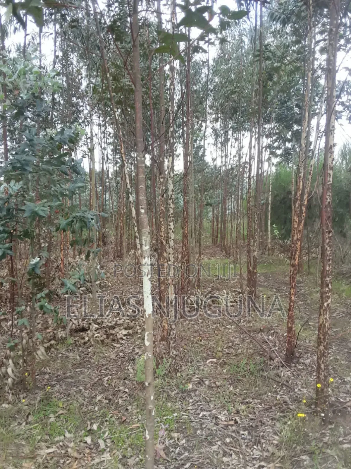 Nyandarua Rironi 5.5acre Each at KSH Negotiable. in Karau