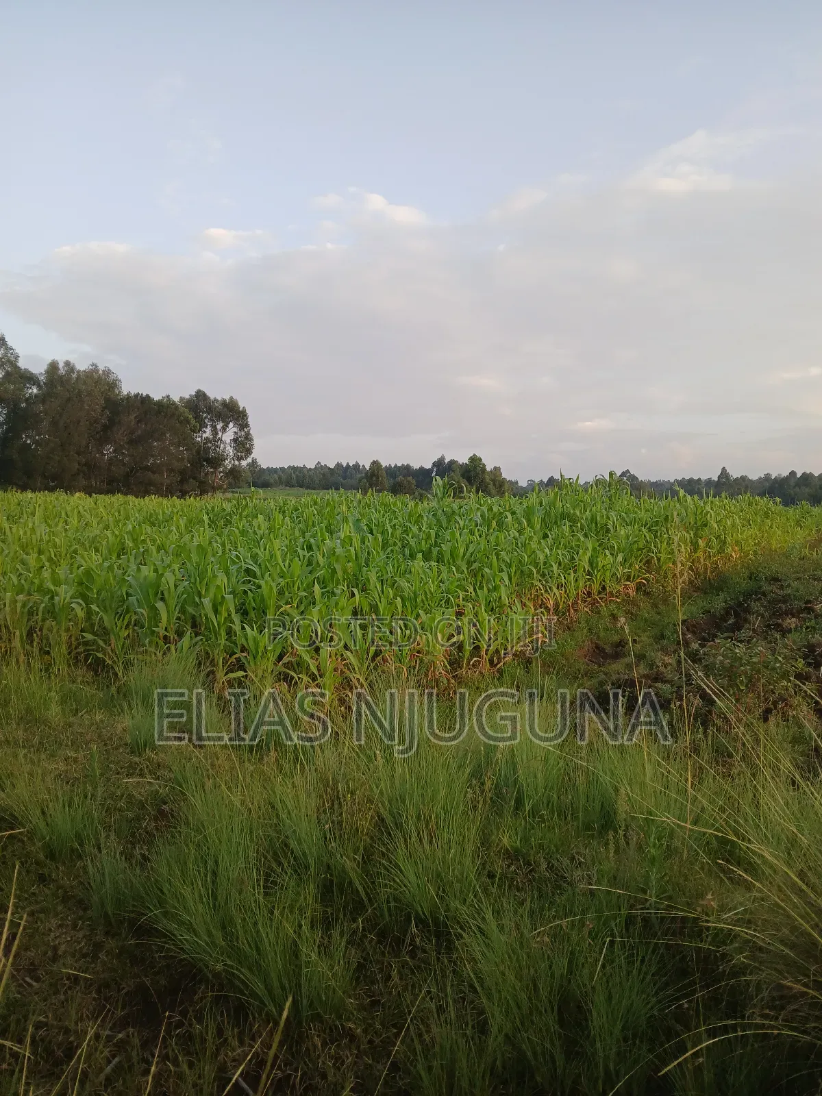 Nyahururu Maili Nne - Nyeri Rd 3acres With Free Hold Title. in Leshau Pondo