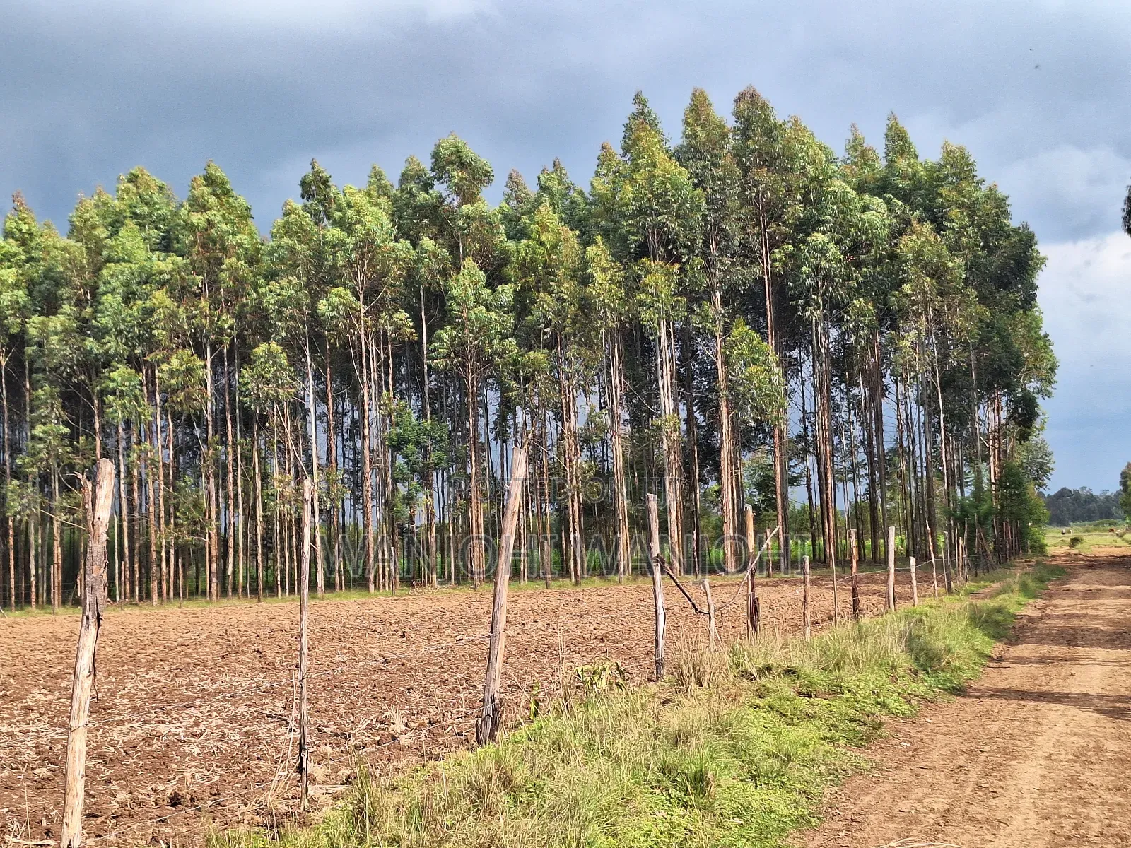 0.5 Acre Plots in Gatimu in Gatimu