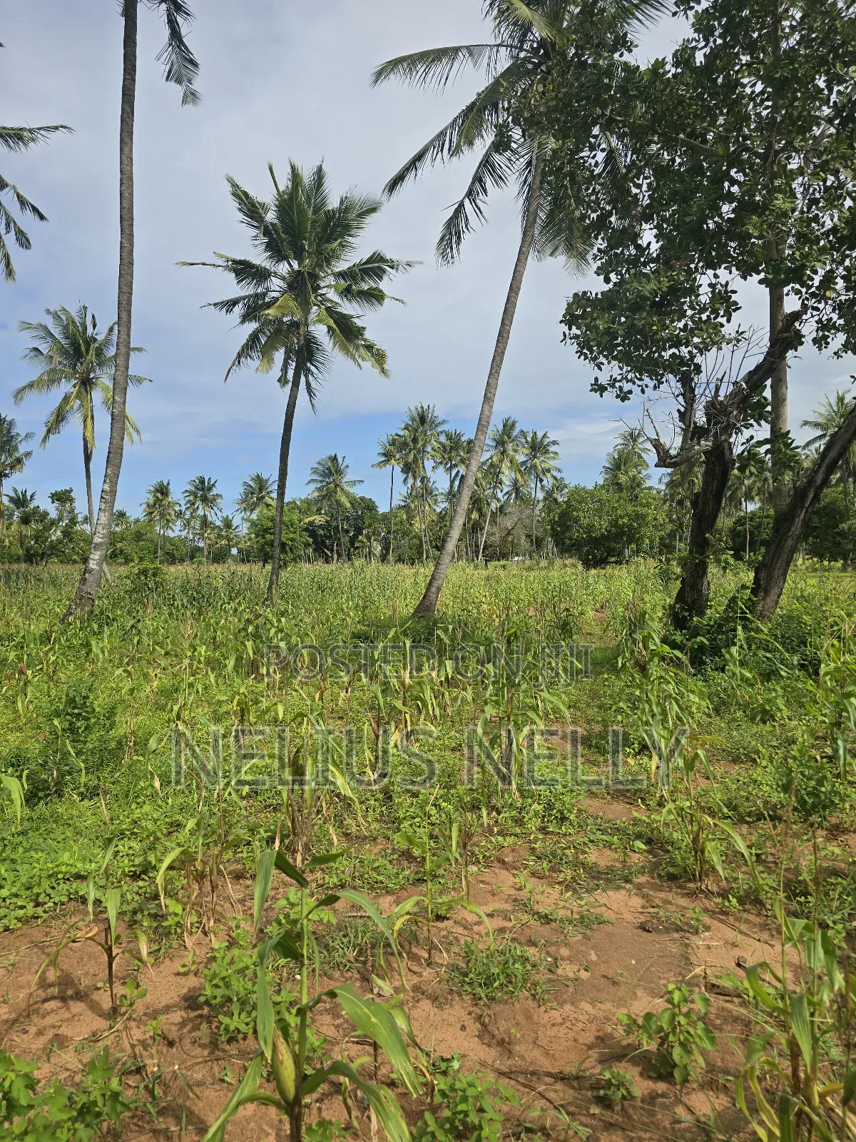 1acre Land Tezo Kilifi for Sale in Kilifi North