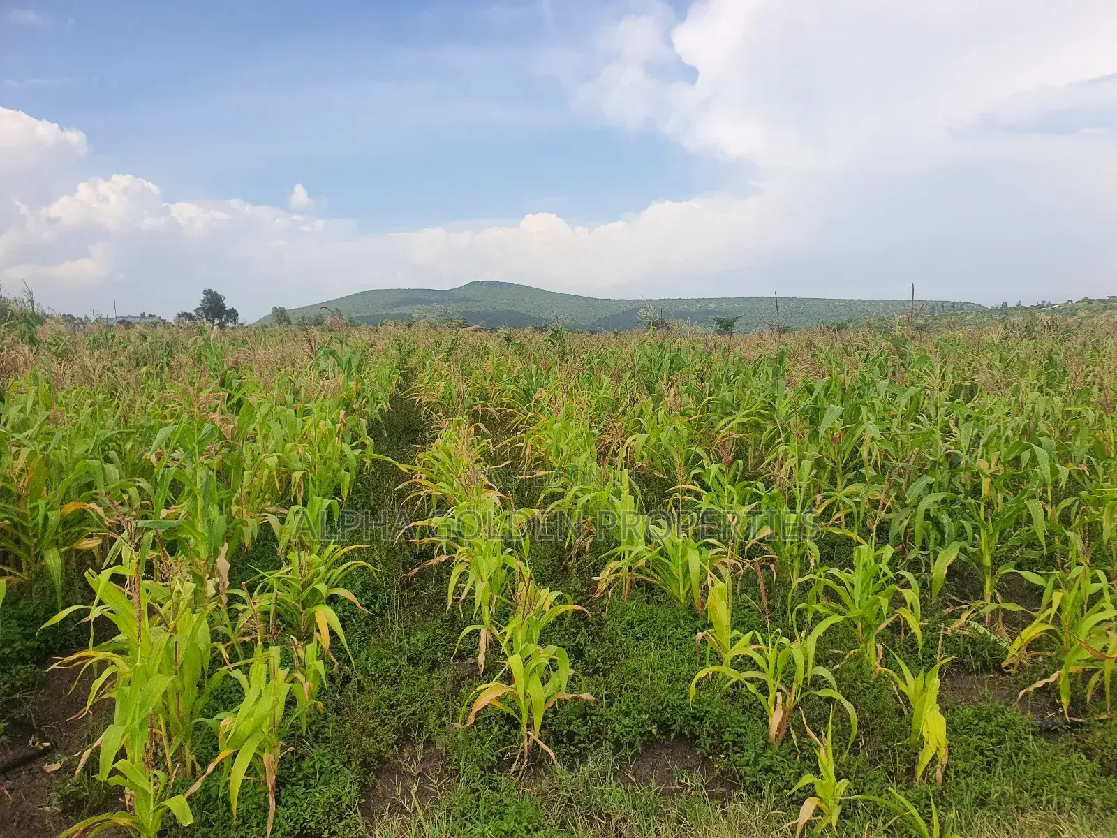Ngobit 20 Acres in Laikipia Central