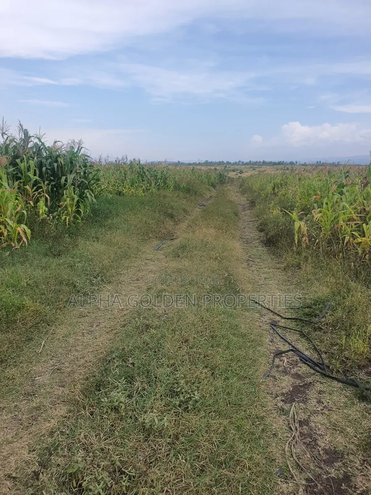 Ngobit 20 Acres in Laikipia Central