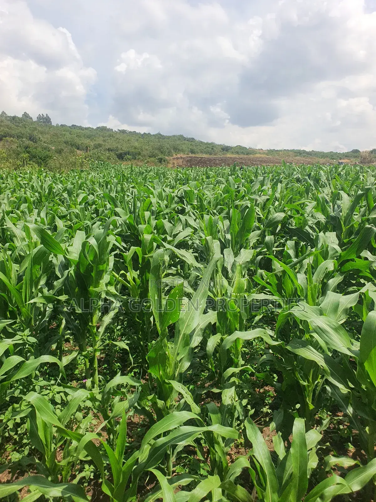 Ngobit 19 Acres Touching River in Laikipia Central