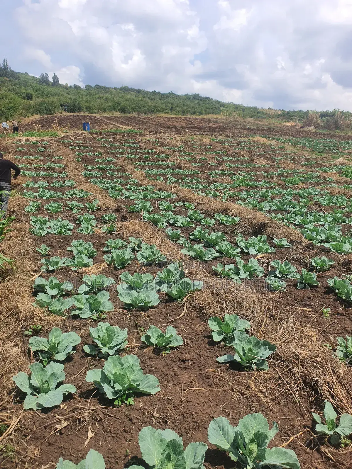 Ngobit 19 Acres Touching River in Laikipia Central