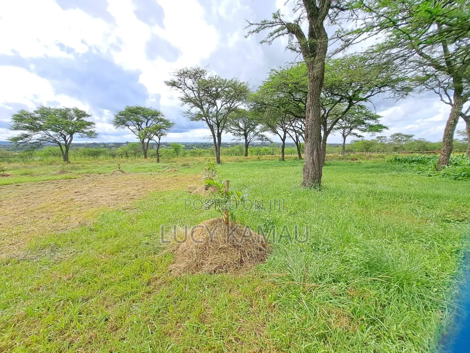 Scenic 6 Acre Land in 2 Titles of 3 Acres in Kandisi in Kandisi