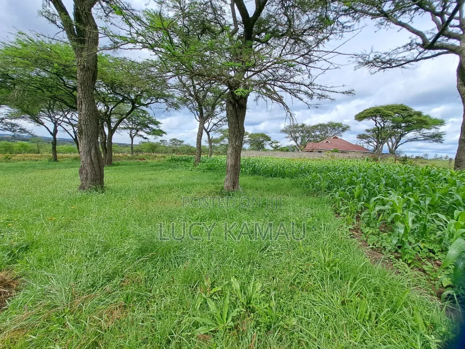 Scenic 6 Acre Land in 2 Titles of 3 Acres in Kandisi in Kandisi