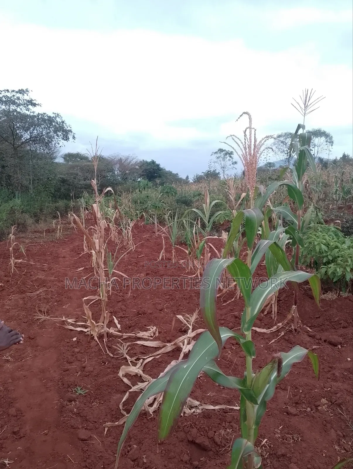 Machakos 1acres and a Quarter -Kwa Mutisya Wangomali in Machakos Town