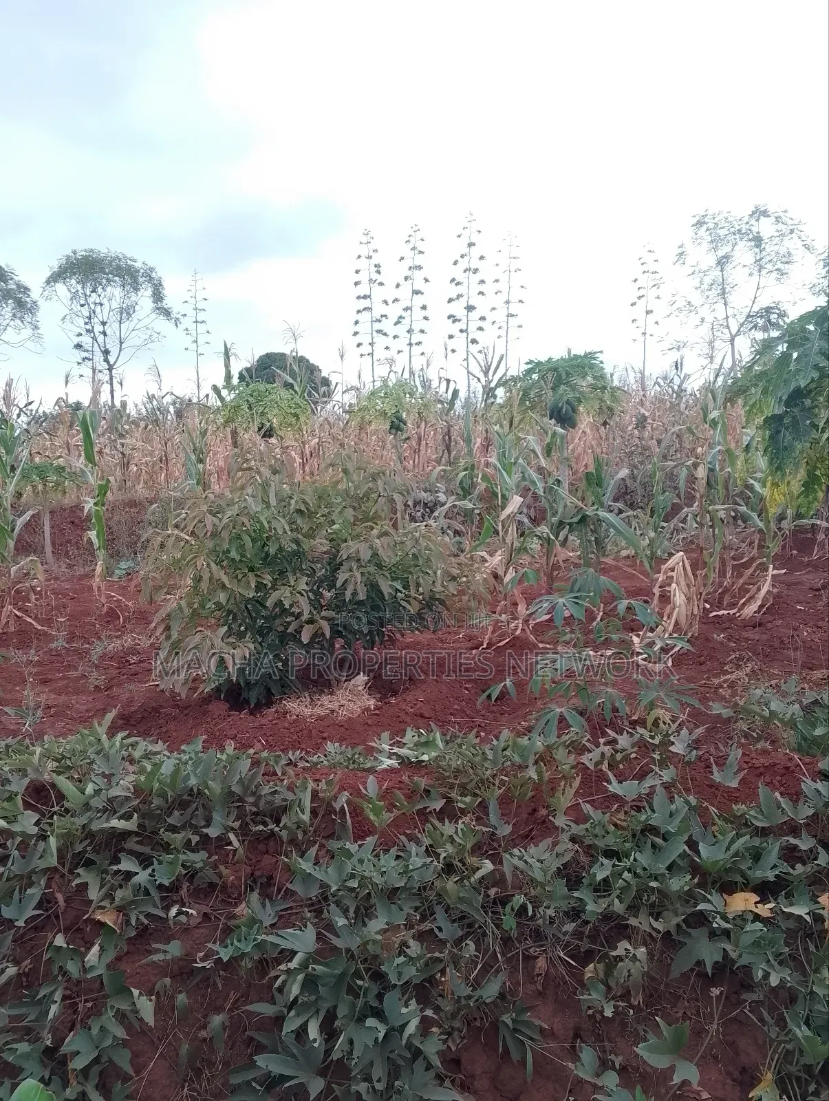 Machakos 1acres and a Quarter -Kwa Mutisya Wangomali in Machakos Town