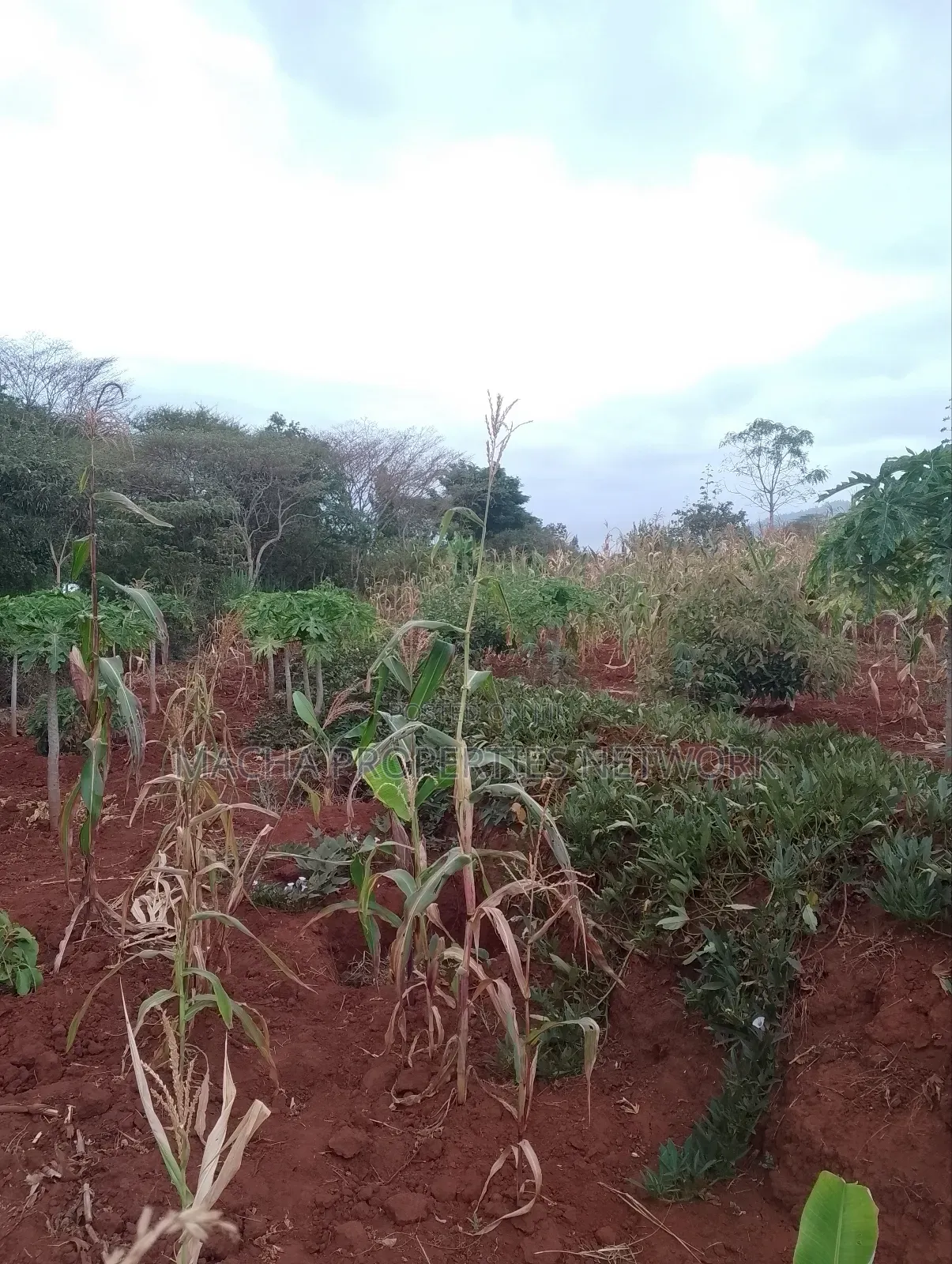 Machakos 1acres and a Quarter -Kwa Mutisya Wangomali in Machakos Town