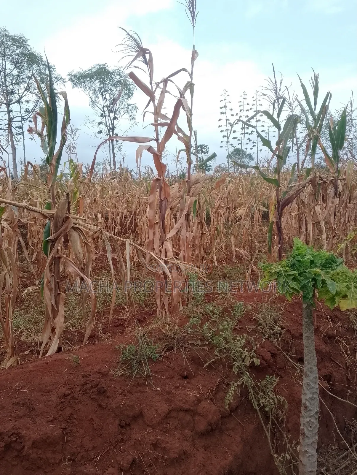 Machakos 1acres and a Quarter -Kwa Mutisya Wangomali in Machakos Town