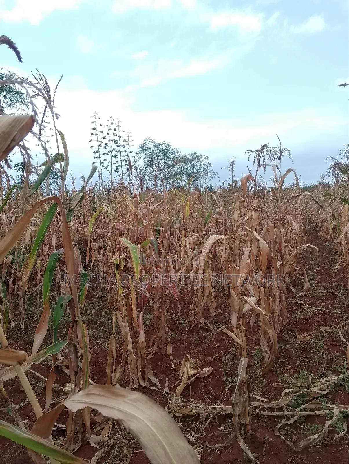 Machakos 1acres and a Quarter -Kwa Mutisya Wangomali in Machakos Town