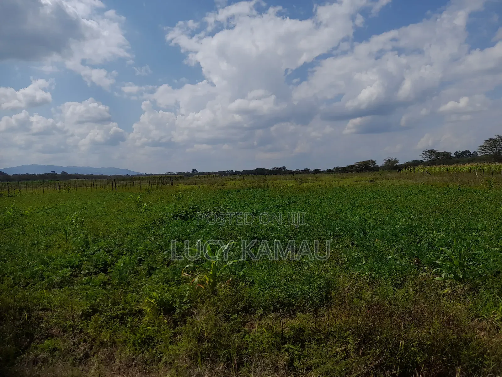 50x100 Prime Plots 300 Meters From Salagaa Tarmac in Salgaa