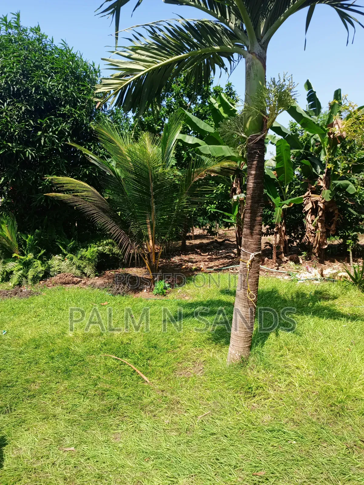 1/4 Acre Plot on Sale in Mvideni Diani in Ukunda