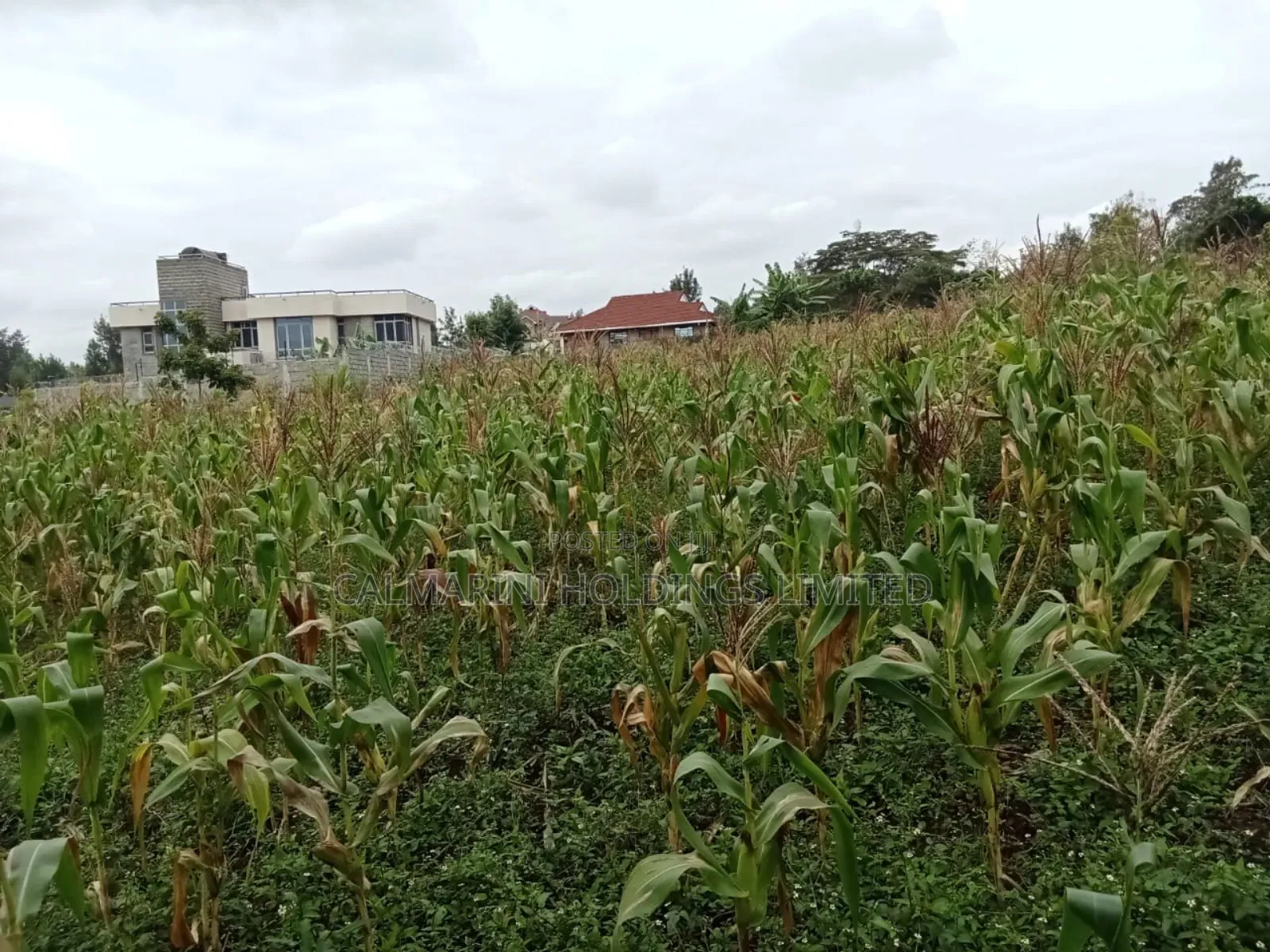 Distress! 1/2 Acre in Olkeri, Ngong in a Gated Community in Olkeri