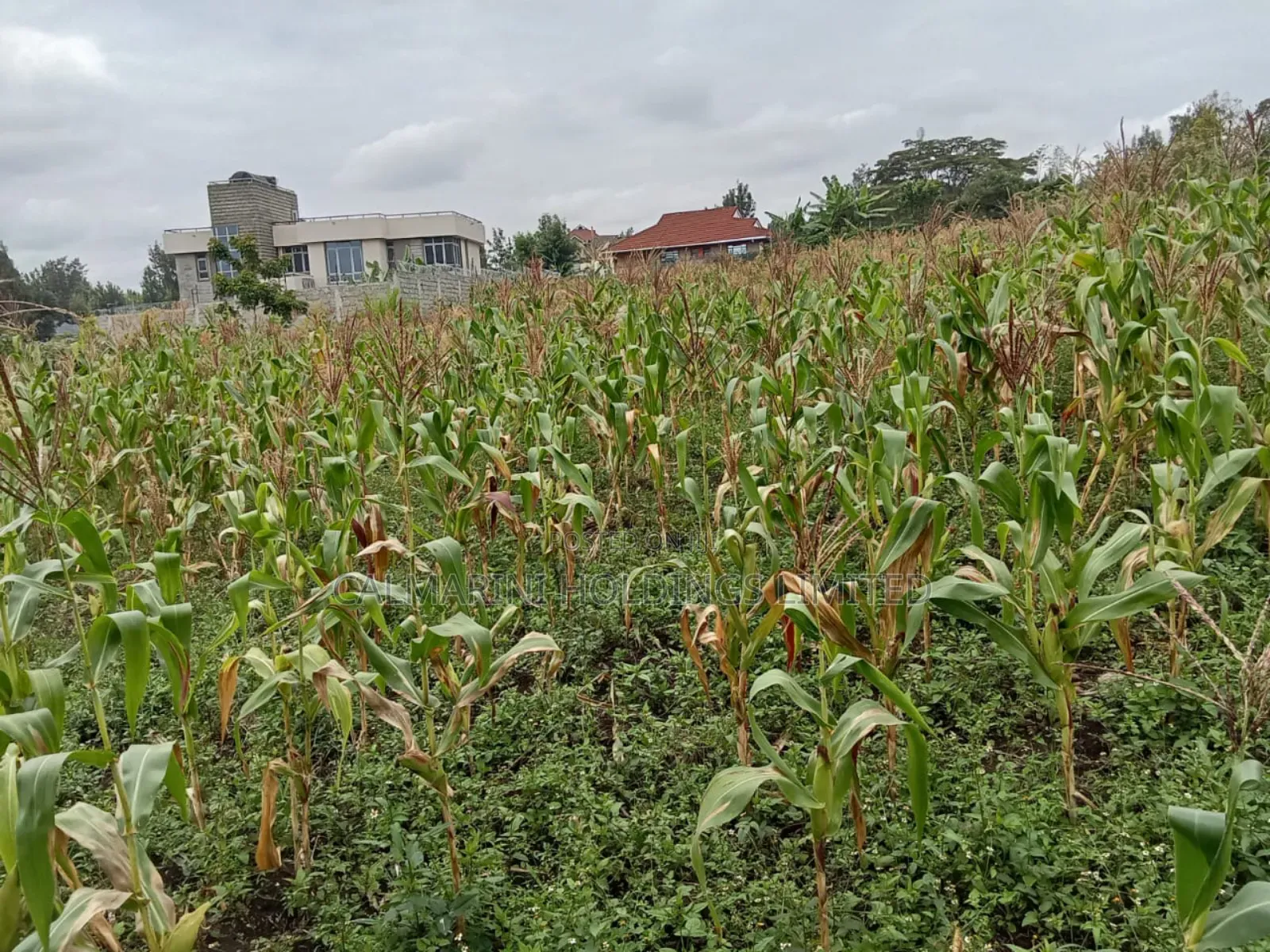 Distress! 1/2 Acre in Olkeri, Ngong in a Gated Community in Olkeri
