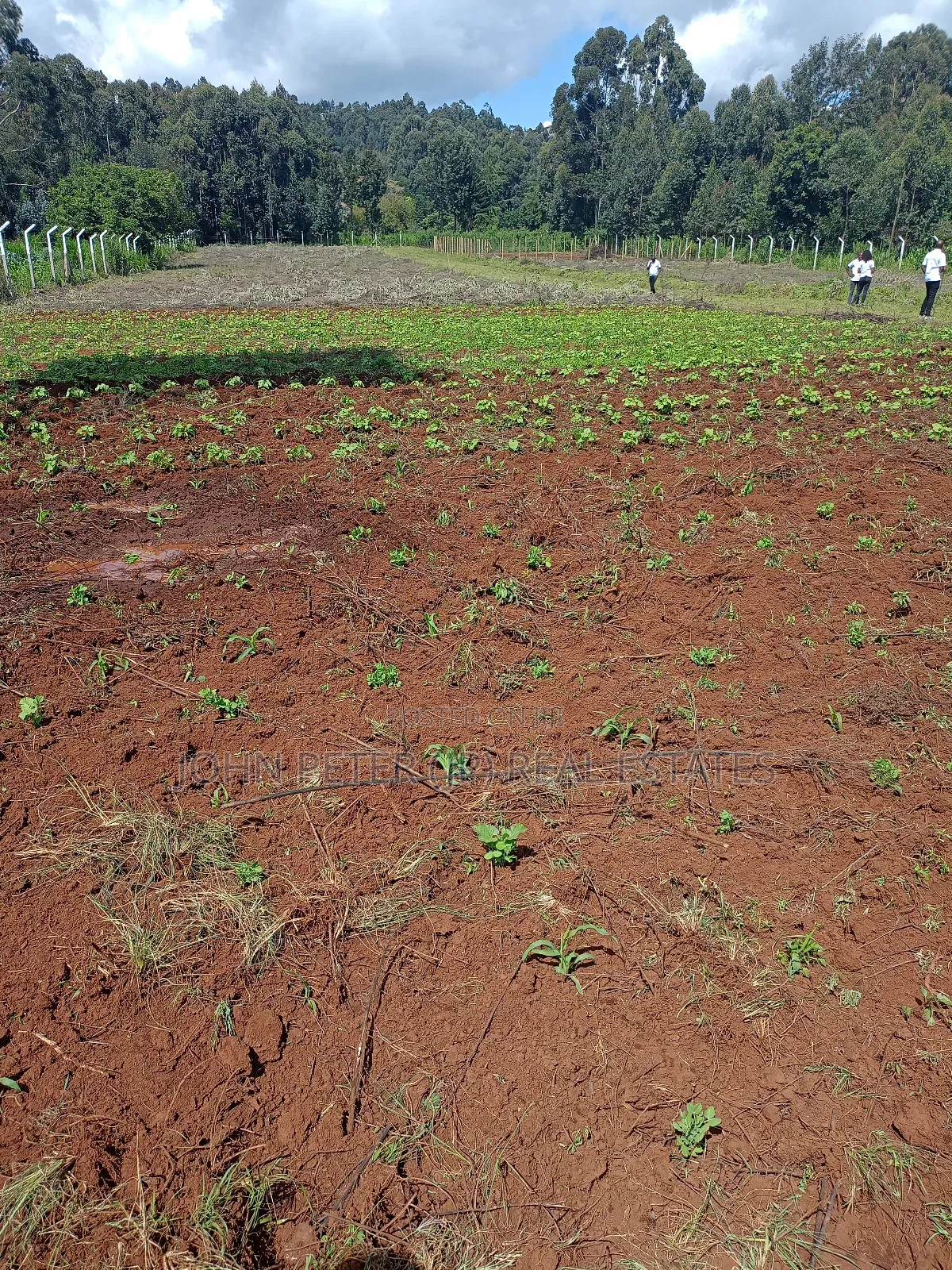Rironi Plots in Zambezi/Sigona