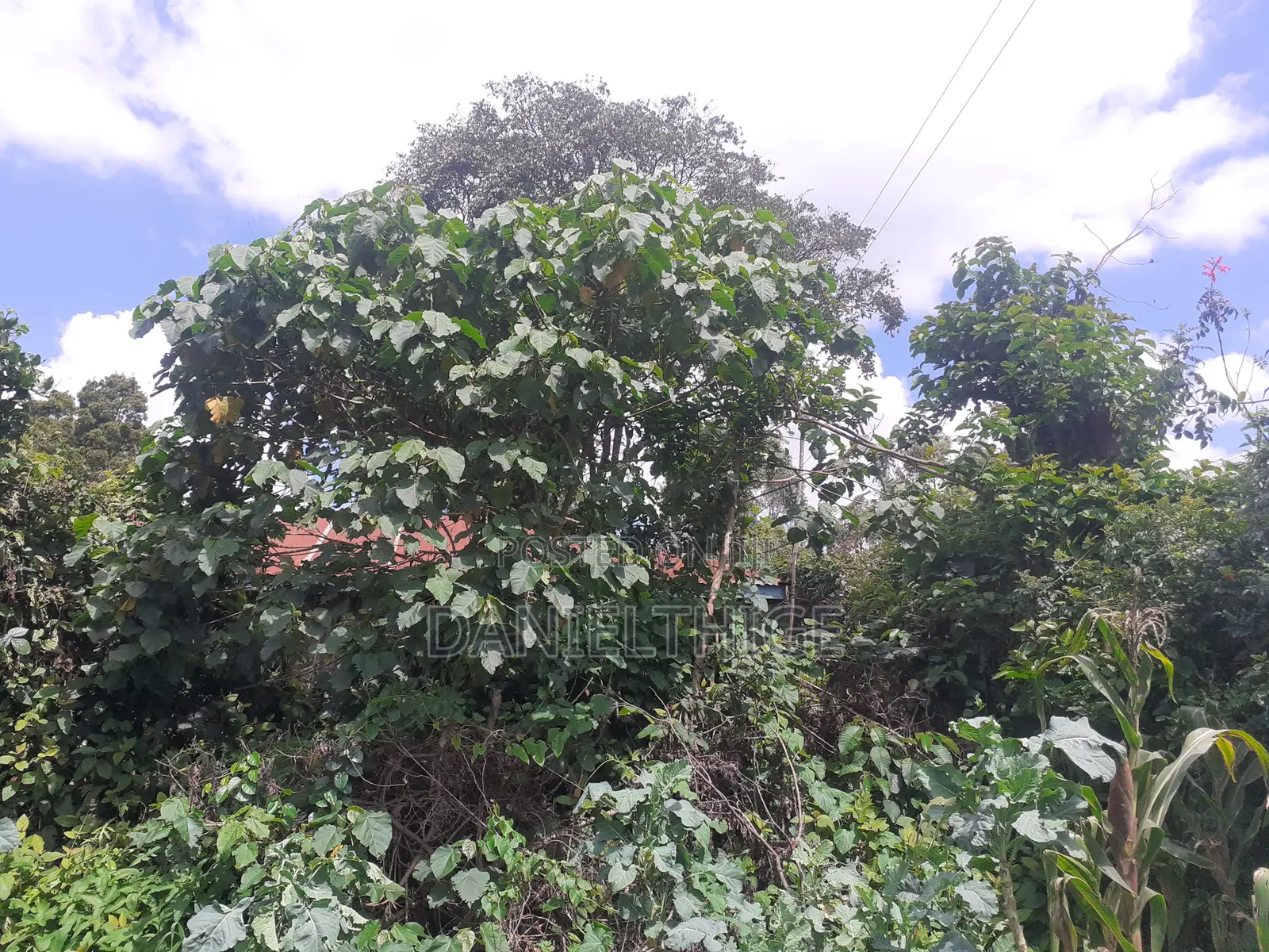 Half Acre Land on Sale in Kikuyu Thamanda in Sigona Ward in Nderi