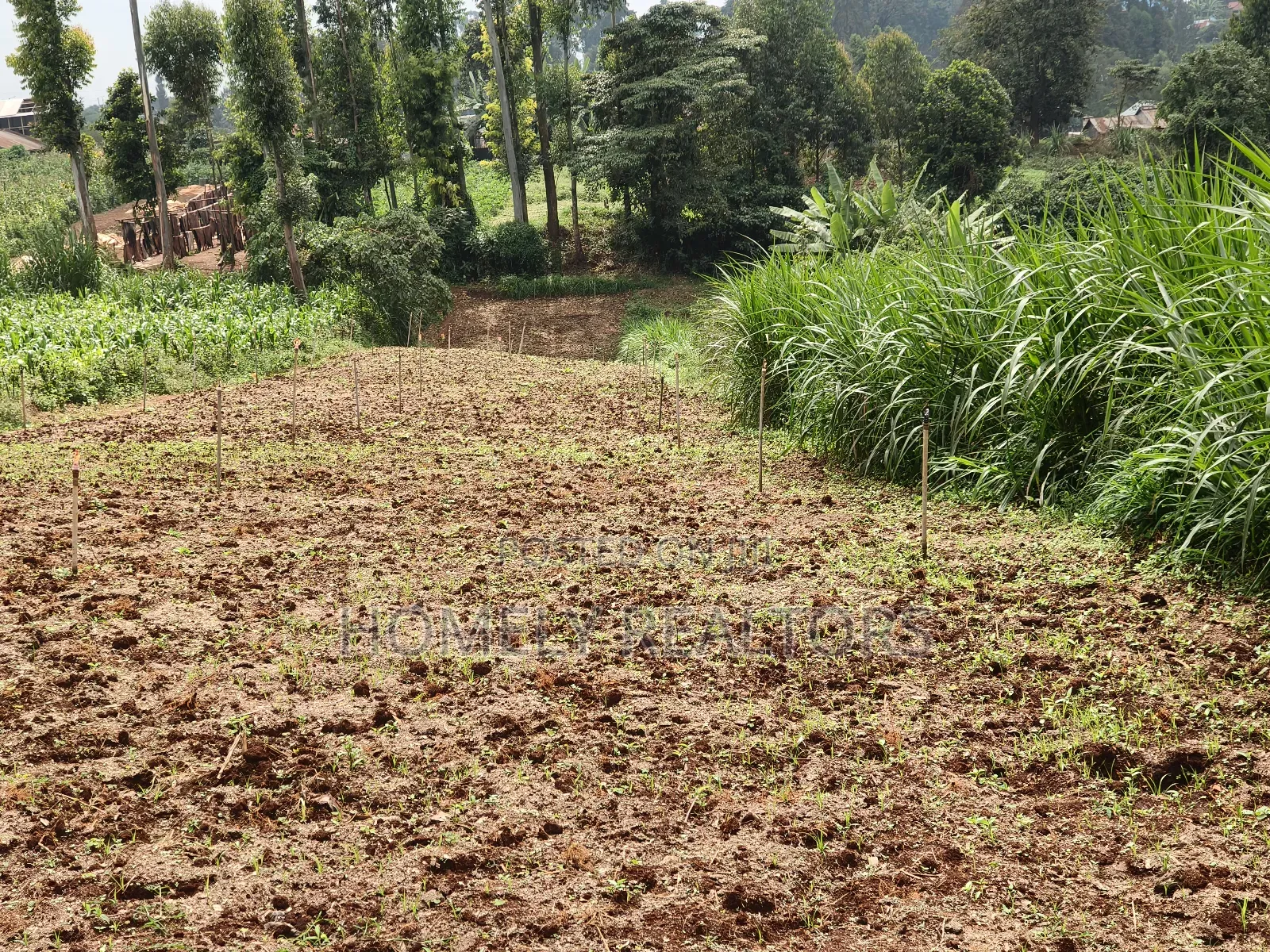Quarter Acre Plot in Zambezi With Farming Water Connected in Zambezi/Sigona