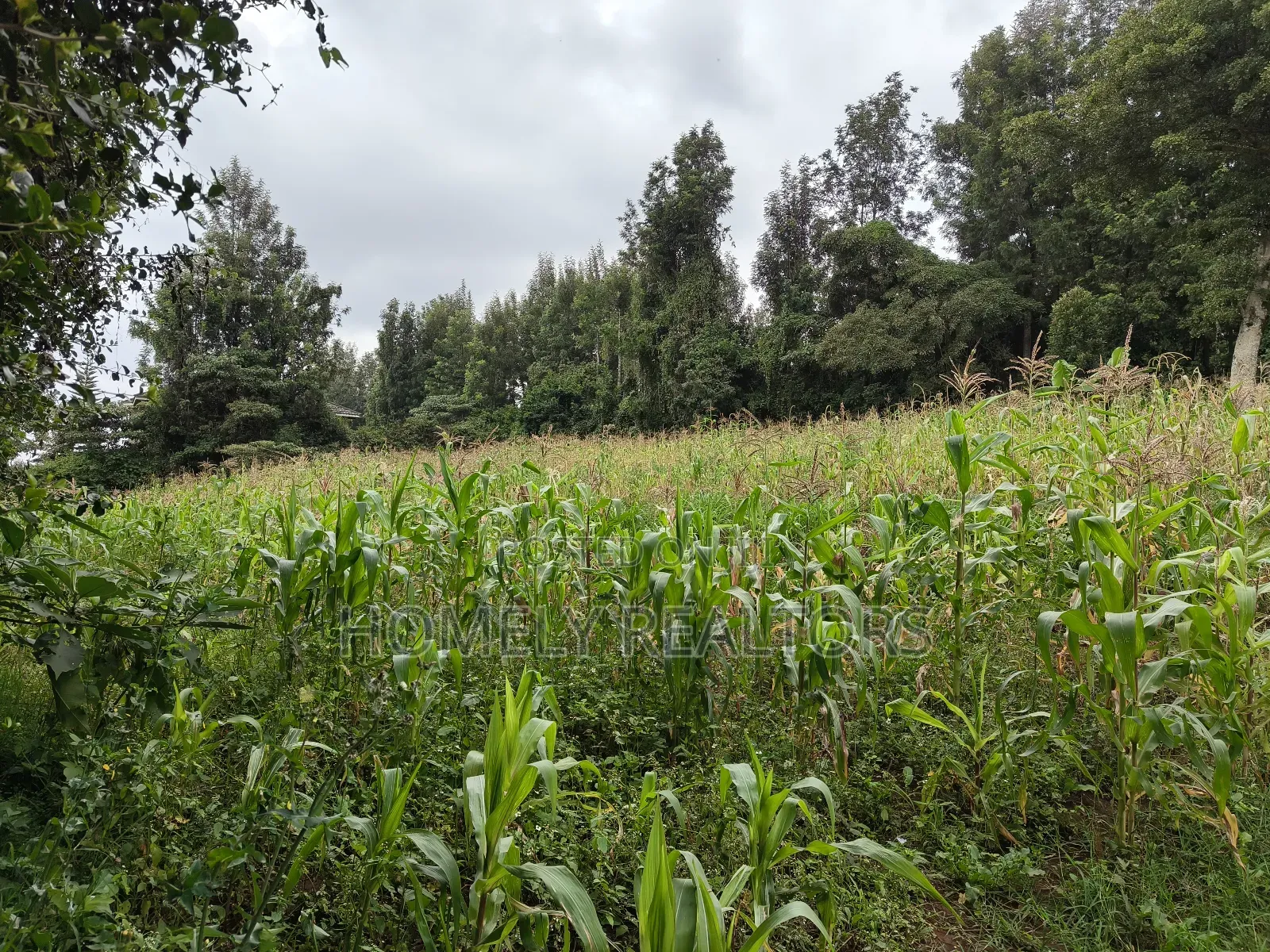 One Acre Piece of Land in Ngong, Olulua Rd With Scenic View in Ngong