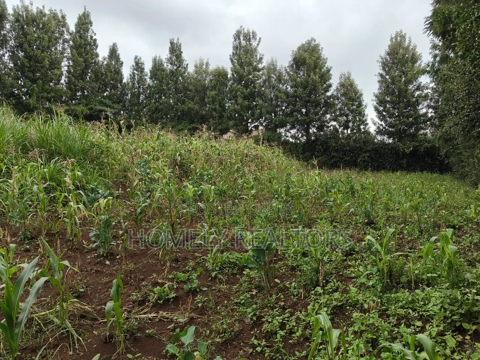 Half Acre Plot in Ngong, Along Olulua Rd With Scenic View in Ngong