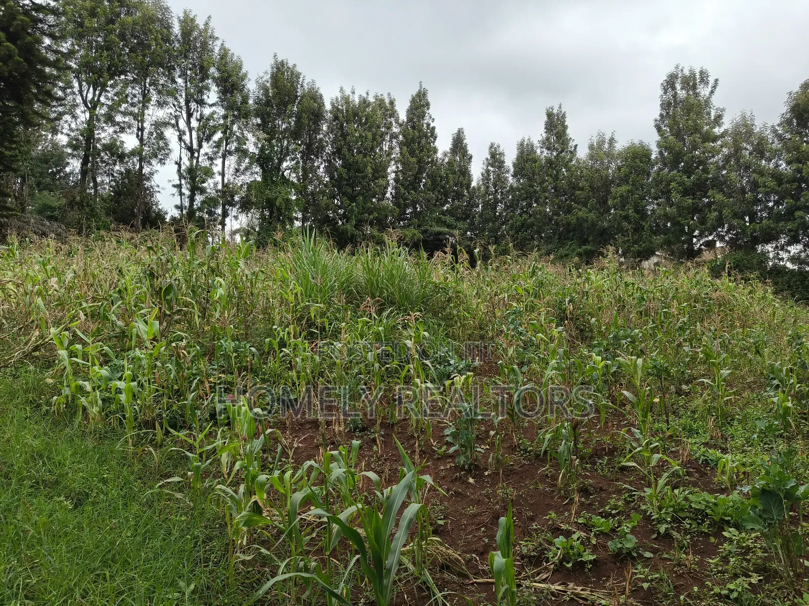 Half Acre Plot in Ngong, Along Olulua Rd With Scenic View in Ngong