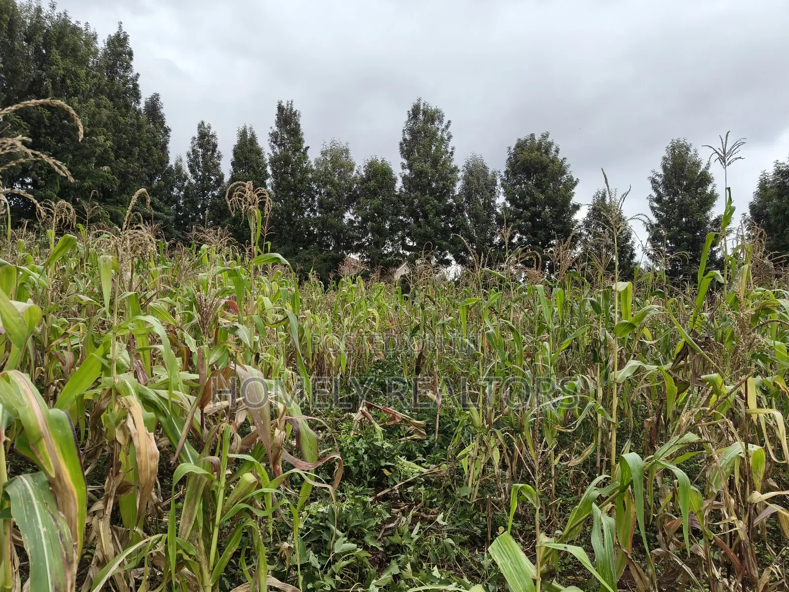 Half Acre Plot in Ngong, Along Olulua Rd With Scenic View in Ngong