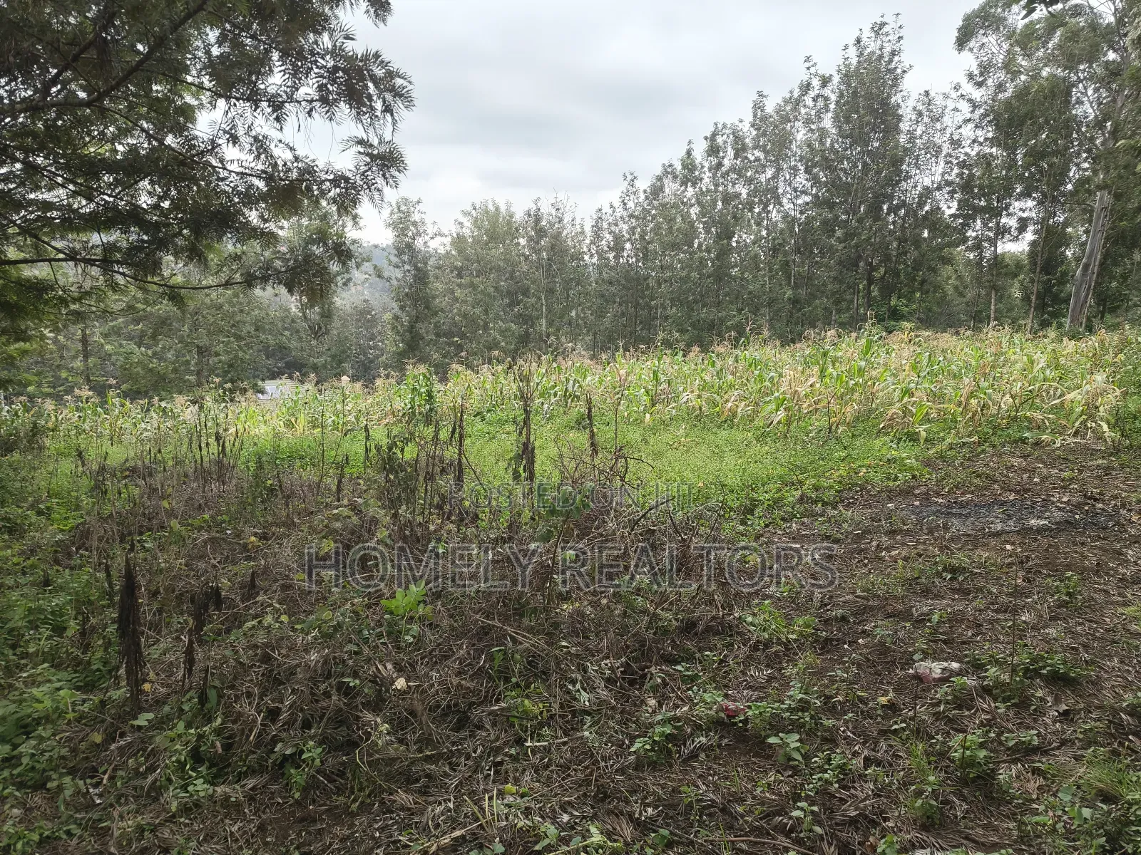 Half Acre Plot in Ngong, Matasia, 200 Meters From the Tarmac in Matasia