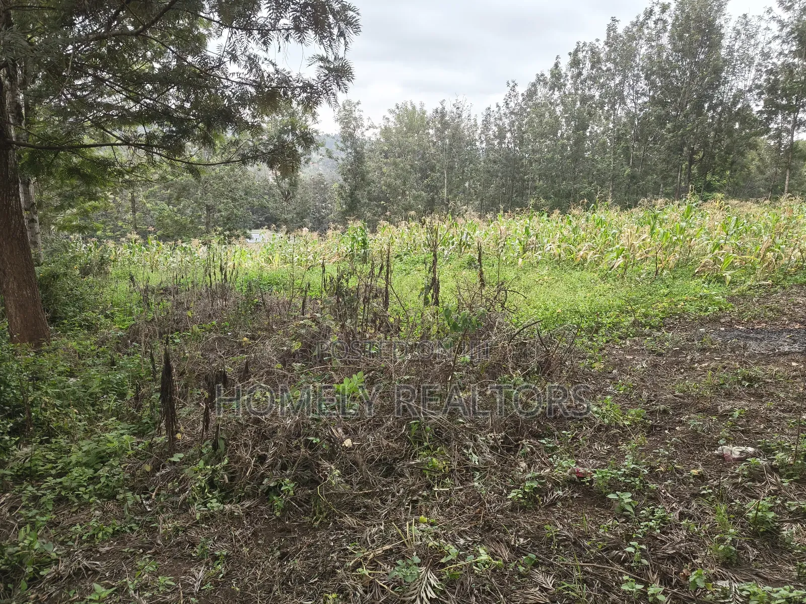 Half Acre Plot in Ngong, Matasia, 200 Meters From the Tarmac in Matasia