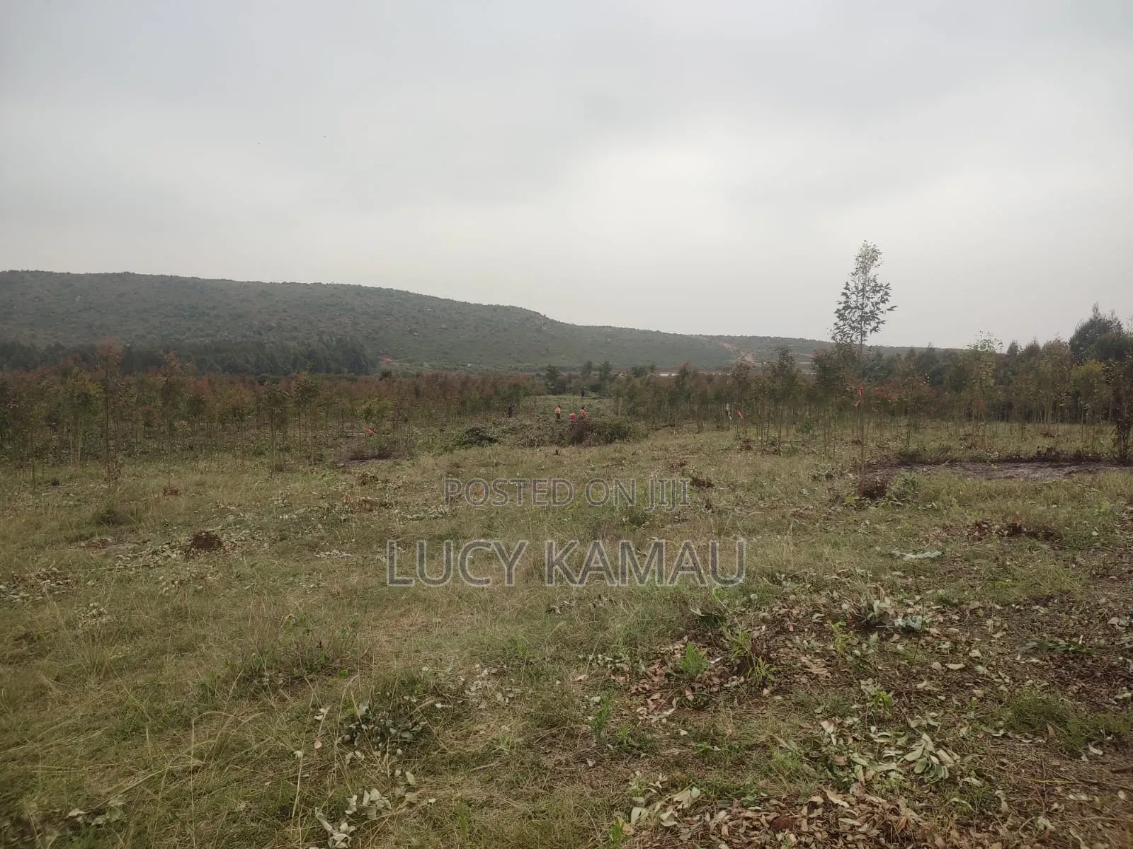 6 Acre Subdivided in 50x100 Plots for Sale in Kikuyu, Thigio in Kikuyu