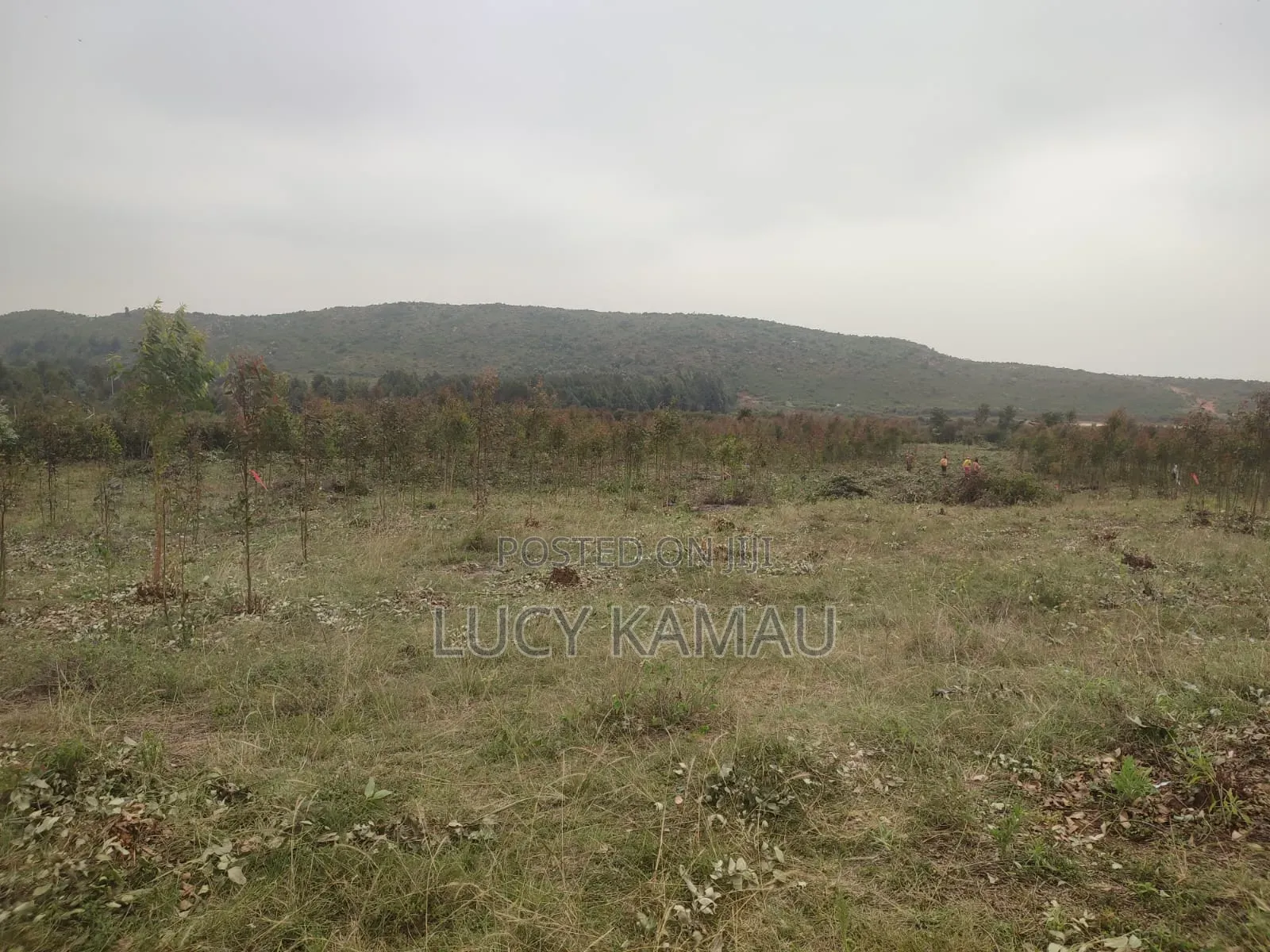6 Acre Subdivided in 50x100 Plots for Sale in Kikuyu, Thigio in Kikuyu