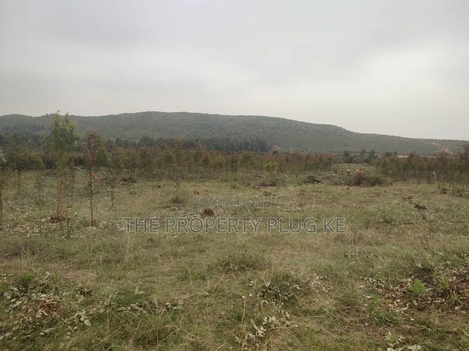 50 by 100 Residential Plots for Sale in Kikuyu Thigio in Nderi
