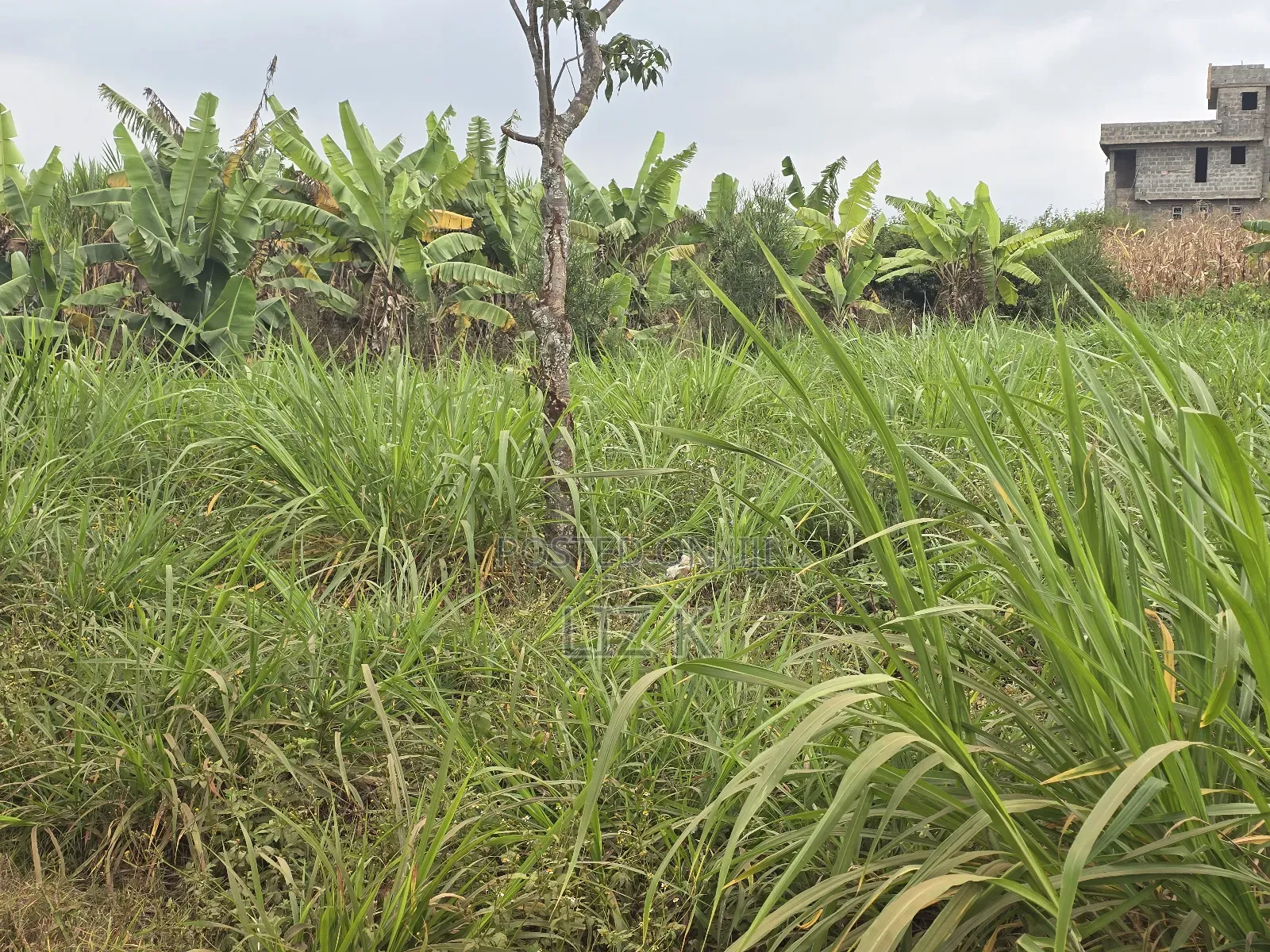 100x100 Redsoil Plots in Mugutha in Ruiru