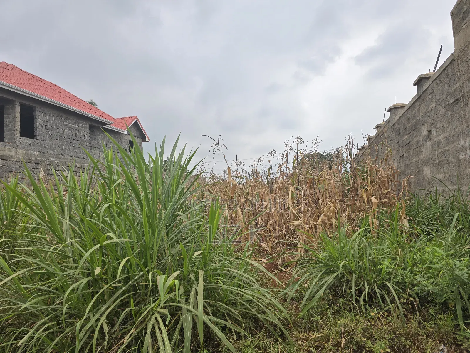 100x100 Redsoil Plots in Mugutha in Ruiru