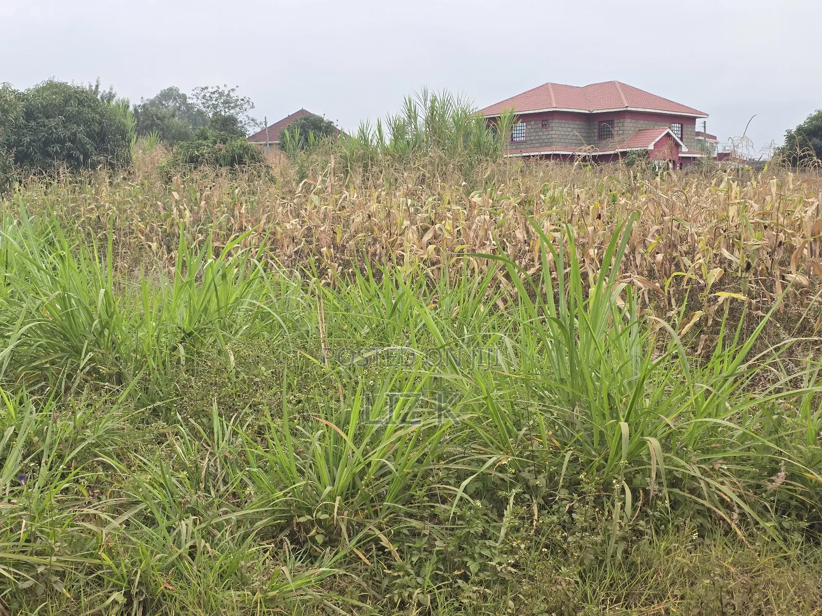 100x100 Redsoil Plots in Mugutha in Ruiru