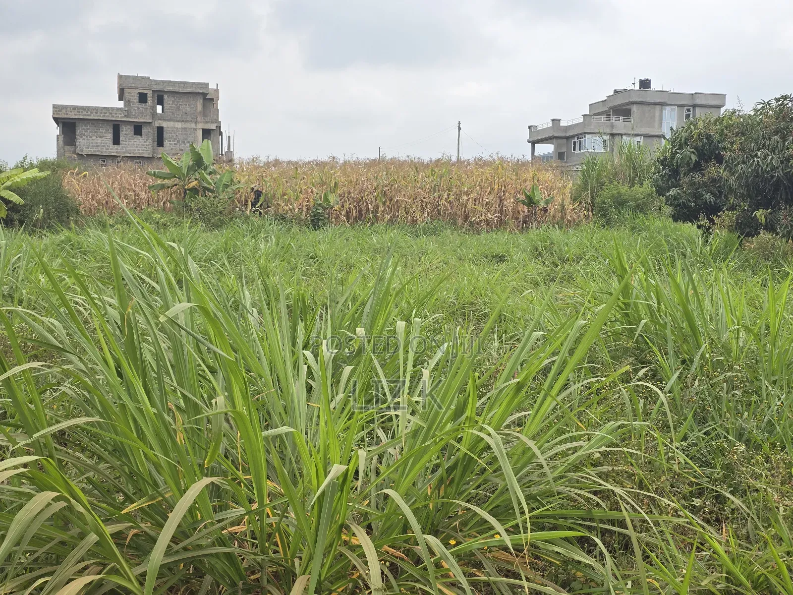 100x100 Redsoil Plots in Mugutha in Ruiru
