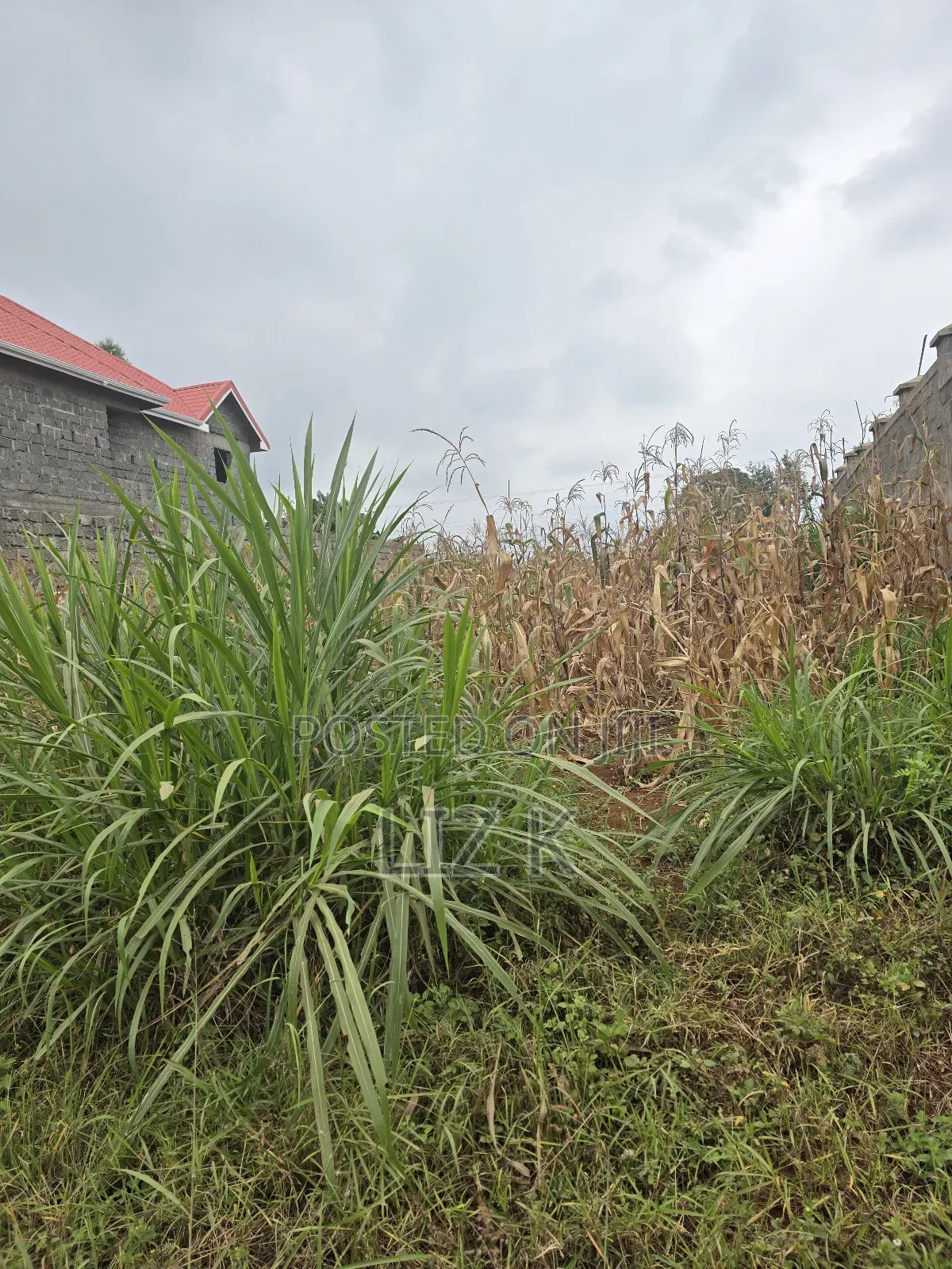 100x100 Redsoil Plots in Mugutha in Ruiru